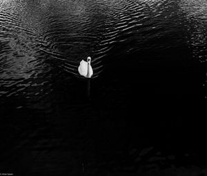 Preview wallpaper swan, lake, bird, bw