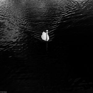 Preview wallpaper swan, lake, bird, bw