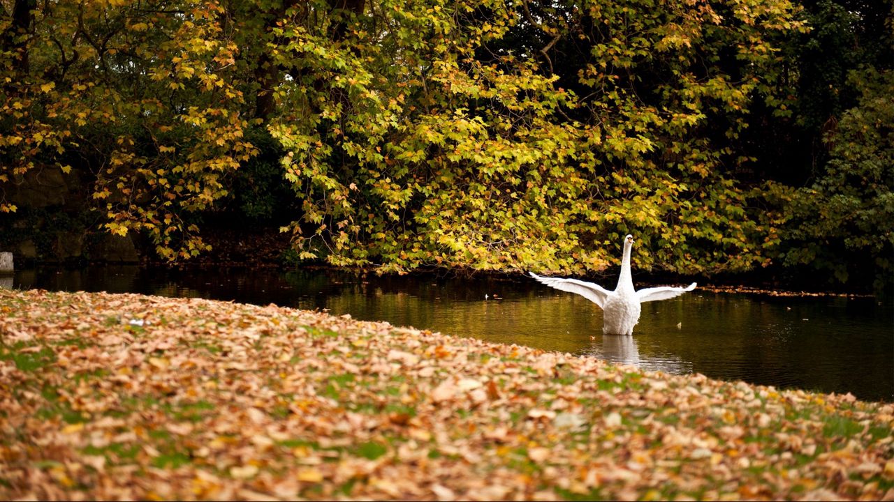 Wallpaper swan, lake, grass, trees, leaves, autumn