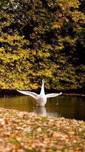 Preview wallpaper swan, lake, grass, trees, leaves, autumn