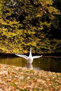 Preview wallpaper swan, lake, grass, trees, leaves, autumn