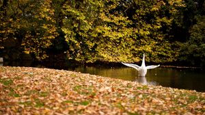 Preview wallpaper swan, lake, grass, trees, leaves, autumn