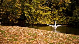 Preview wallpaper swan, lake, grass, trees, leaves, autumn