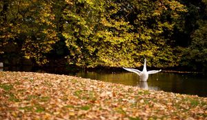 Preview wallpaper swan, lake, grass, trees, leaves, autumn