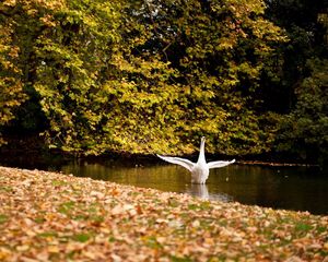 Preview wallpaper swan, lake, grass, trees, leaves, autumn