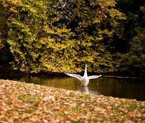 Preview wallpaper swan, lake, grass, trees, leaves, autumn