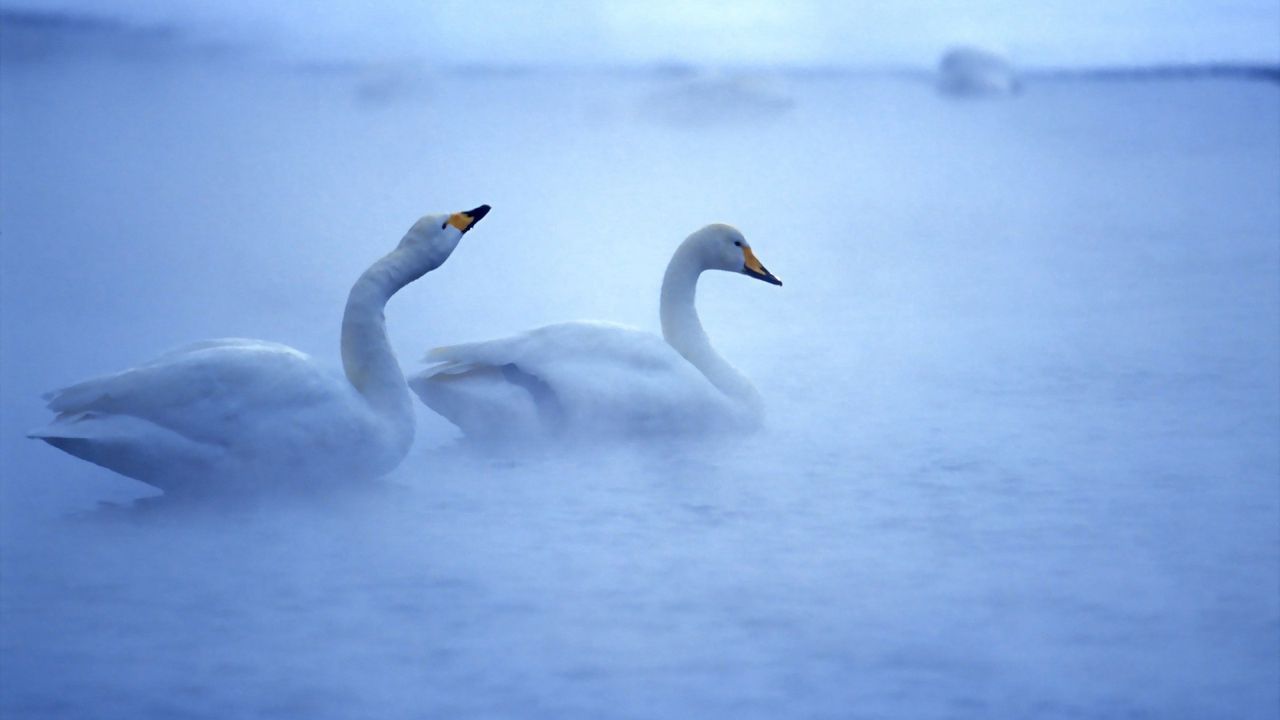 Wallpaper swan, lake, mist, steam, caring, birds