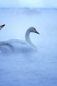 Preview wallpaper swan, lake, mist, steam, caring, birds