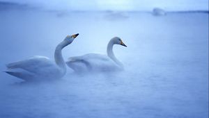 Preview wallpaper swan, lake, mist, steam, caring, birds