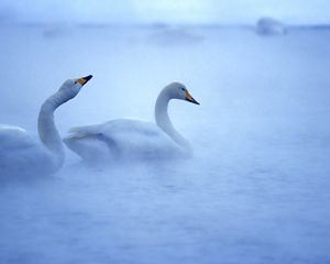 Preview wallpaper swan, lake, mist, steam, caring, birds