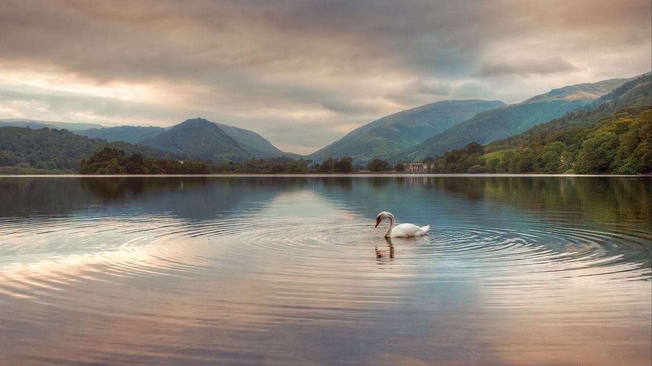 Wallpaper swan, lake, mountains, clouds, reflection
