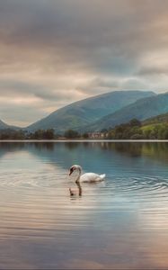 Preview wallpaper swan, lake, mountains, clouds, reflection