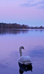 Preview wallpaper swan, lake, night, nature, water