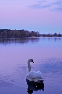 Preview wallpaper swan, lake, night, nature, water