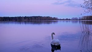 Preview wallpaper swan, lake, night, nature, water