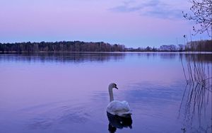 Preview wallpaper swan, lake, night, nature, water