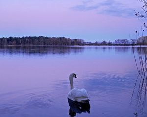 Preview wallpaper swan, lake, night, nature, water
