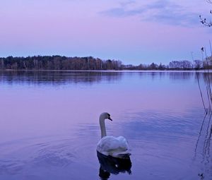 Preview wallpaper swan, lake, night, nature, water