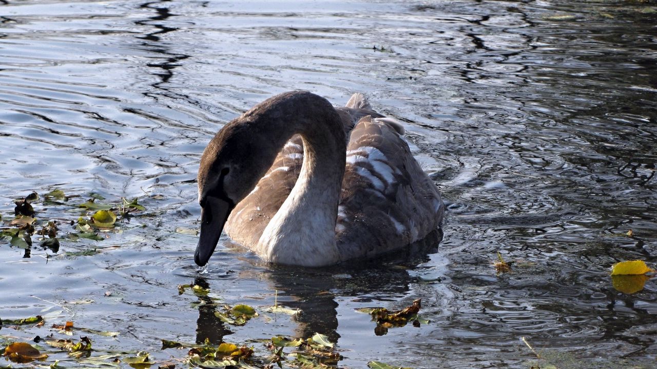 Wallpaper swan, lake, pond, grass, dirt, bird