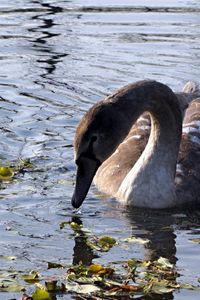 Preview wallpaper swan, lake, pond, grass, dirt, bird