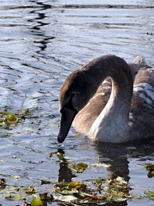 Preview wallpaper swan, lake, pond, grass, dirt, bird