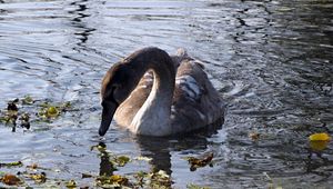 Preview wallpaper swan, lake, pond, grass, dirt, bird