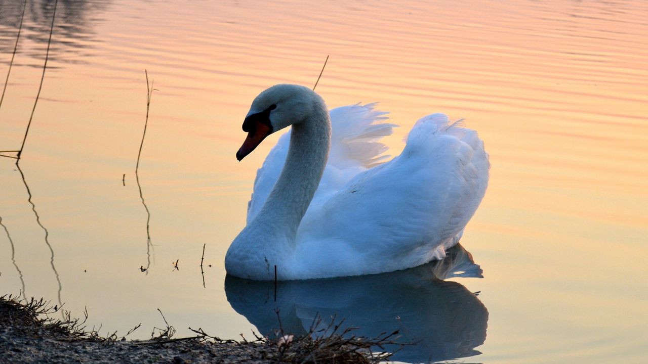 Wallpaper swan, lake, sunset, bird