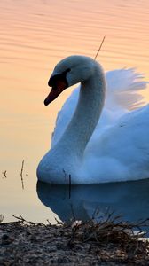 Preview wallpaper swan, lake, sunset, bird