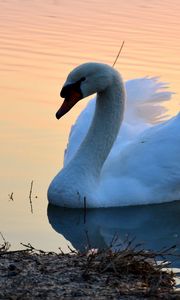 Preview wallpaper swan, lake, sunset, bird