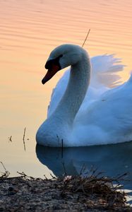 Preview wallpaper swan, lake, sunset, bird