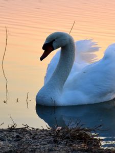 Preview wallpaper swan, lake, sunset, bird