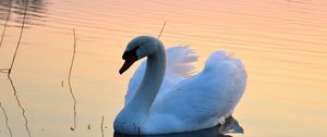 Preview wallpaper swan, lake, sunset, bird