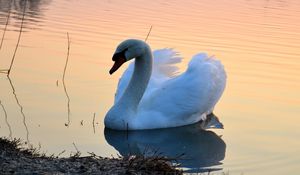 Preview wallpaper swan, lake, sunset, bird