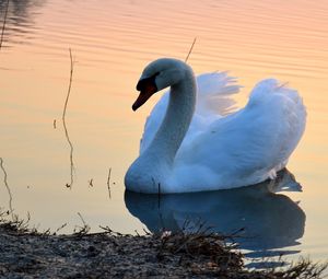 Preview wallpaper swan, lake, sunset, bird