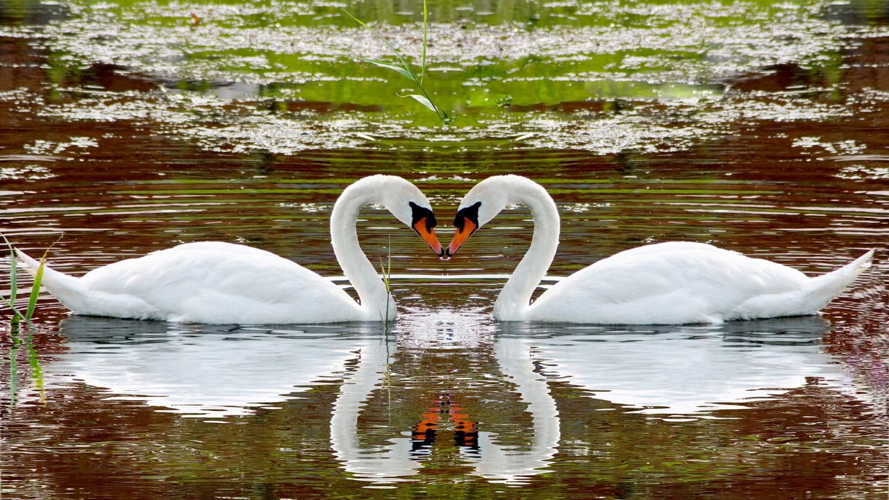Wallpaper swan, lake, swim, steam, fidelity, reflection, heart
