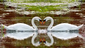 Preview wallpaper swan, lake, swim, steam, fidelity, reflection, heart