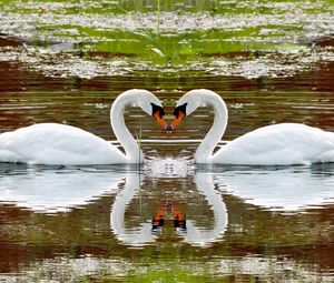 Preview wallpaper swan, lake, swim, steam, fidelity, reflection, heart