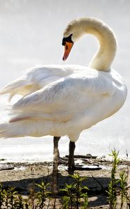 Preview wallpaper swan, nestling, birds