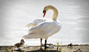 Preview wallpaper swan, nestling, birds