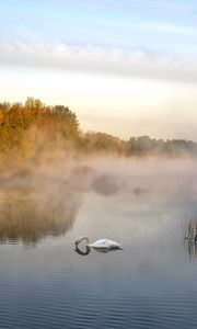 Preview wallpaper swan, pond, fog, trees