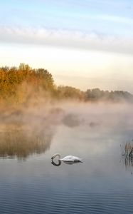 Preview wallpaper swan, pond, fog, trees