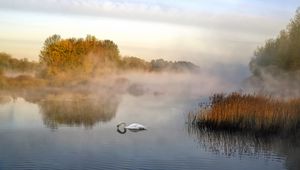 Preview wallpaper swan, pond, fog, trees