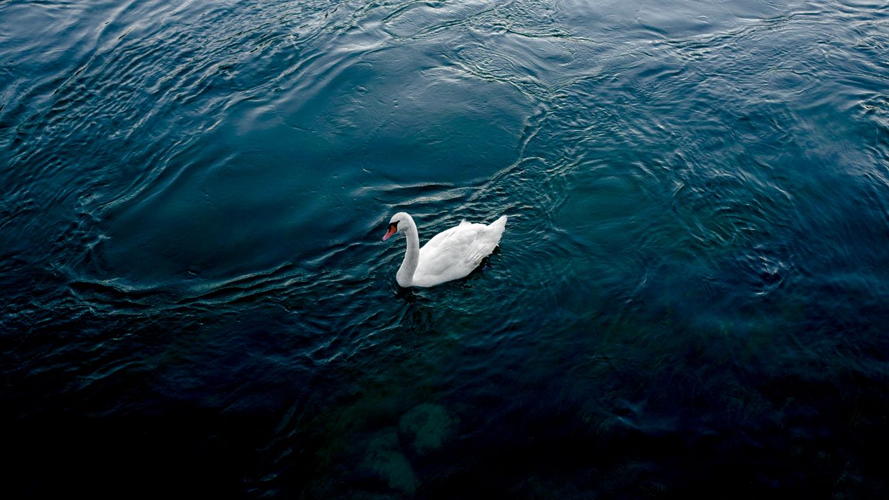 Wallpaper swan, river, bird, white