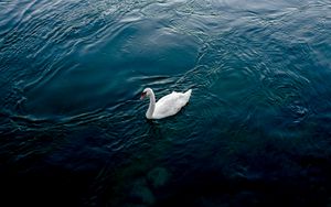 Preview wallpaper swan, river, bird, white