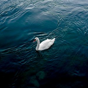 Preview wallpaper swan, river, bird, white