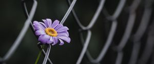 Preview wallpaper swan river daisy, flower, petals, purple, wire