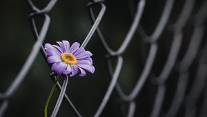 Preview wallpaper swan river daisy, flower, petals, purple, wire