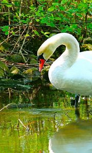 Preview wallpaper swan, river, grass, beautiful, white
