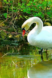 Preview wallpaper swan, river, grass, beautiful, white