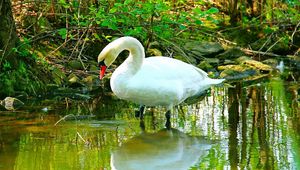 Preview wallpaper swan, river, grass, beautiful, white